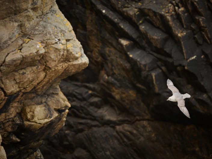 Fulmar boréal